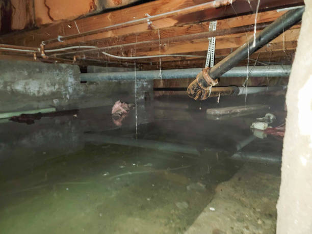 Best Flood damage cleanup  in Savage, MD